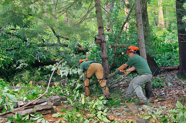 Reliable Mountain View, CA Tree Services Solutions