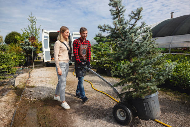 Best Lawn Disease Treatment  in Mountain View, CA