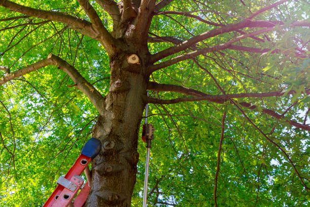 Best Tree Risk Assessment  in Mountain View, CA